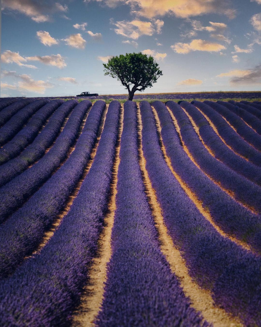 La valle della lavanda in Toscana 4