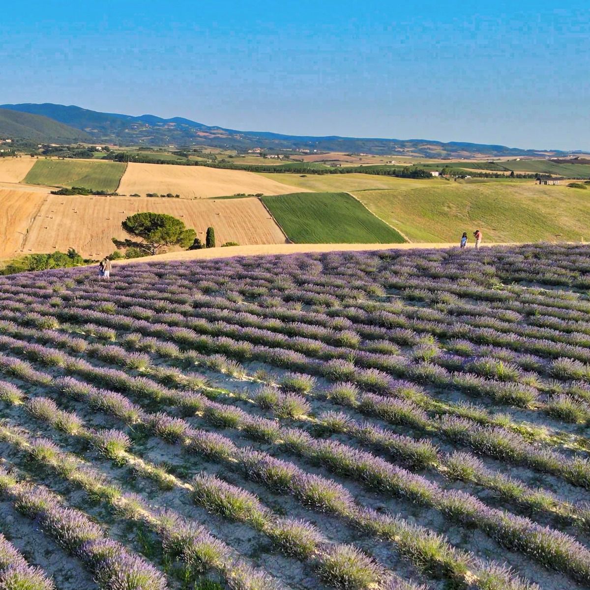 La valle della lavanda in Toscana 5