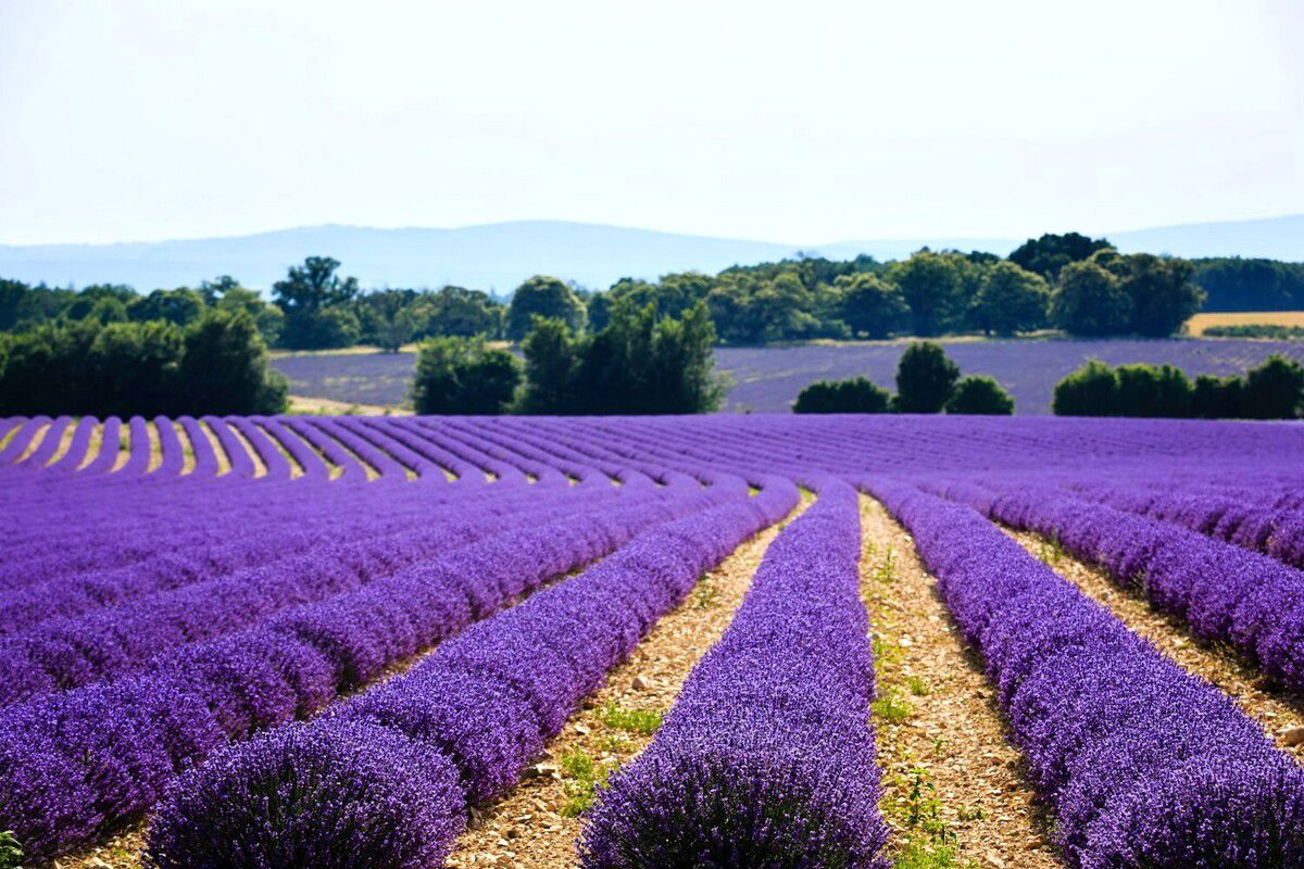 The lavender valley in Tuscany 2