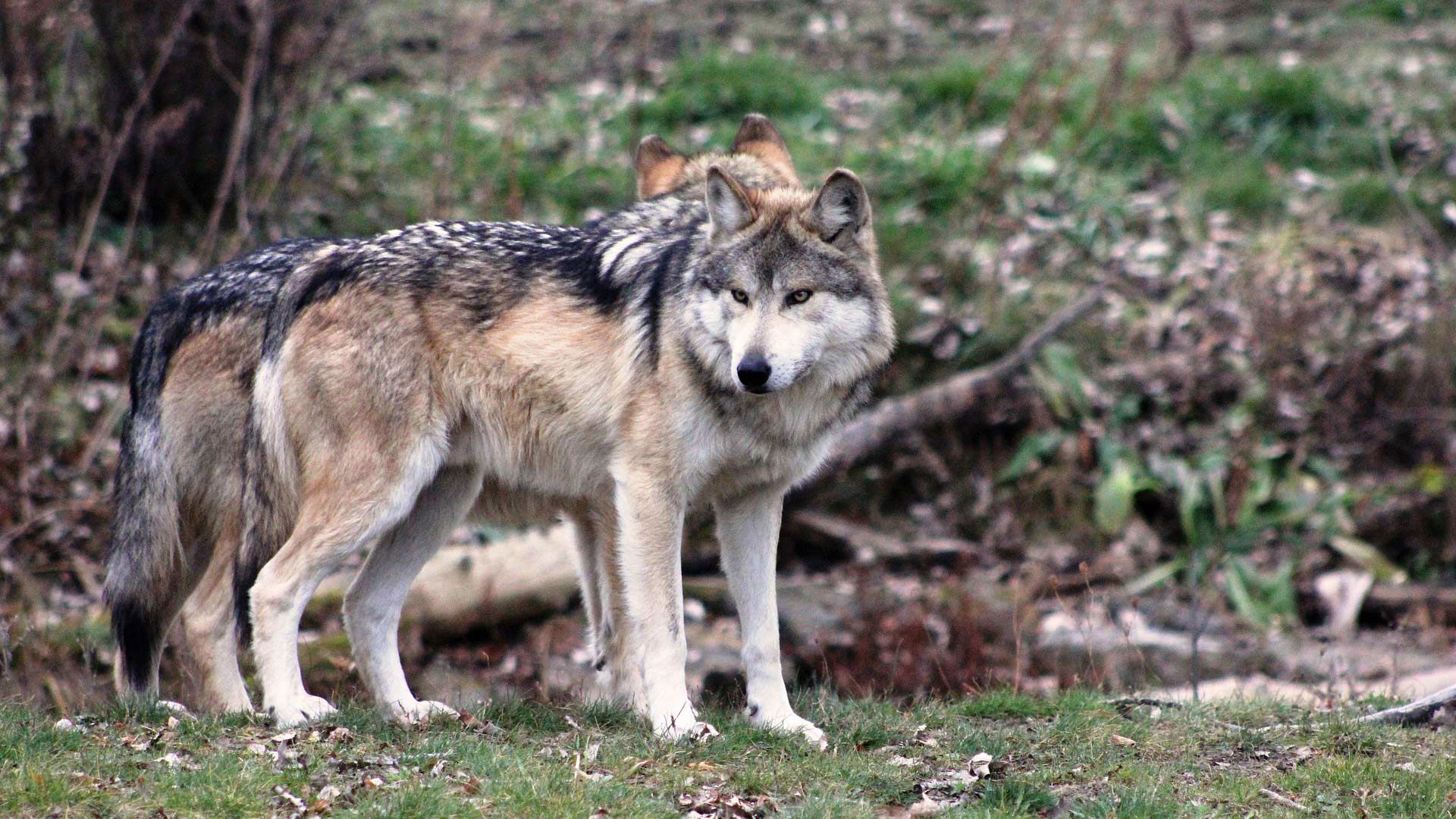 The Territory 17 The Territory 17