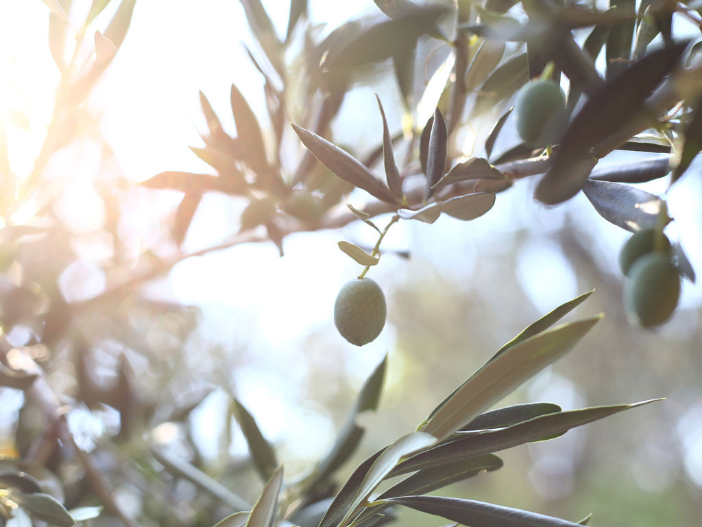 Secolario - The Roots 3