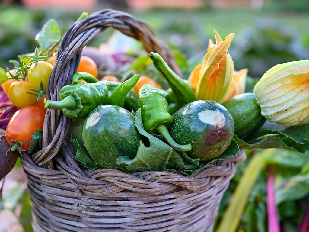 gallery/1024-Orto1.jpg gallery/1024-Orto1.jpg