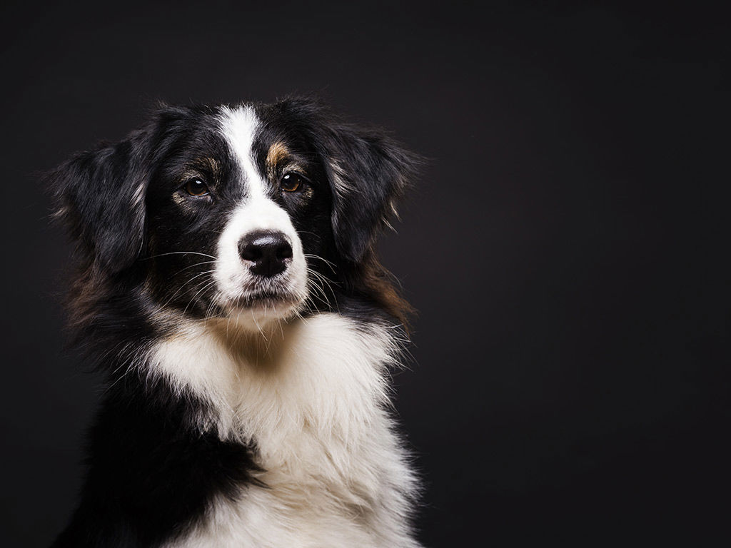 gallery/1024-cane.jpg gallery/1024-cane.jpg