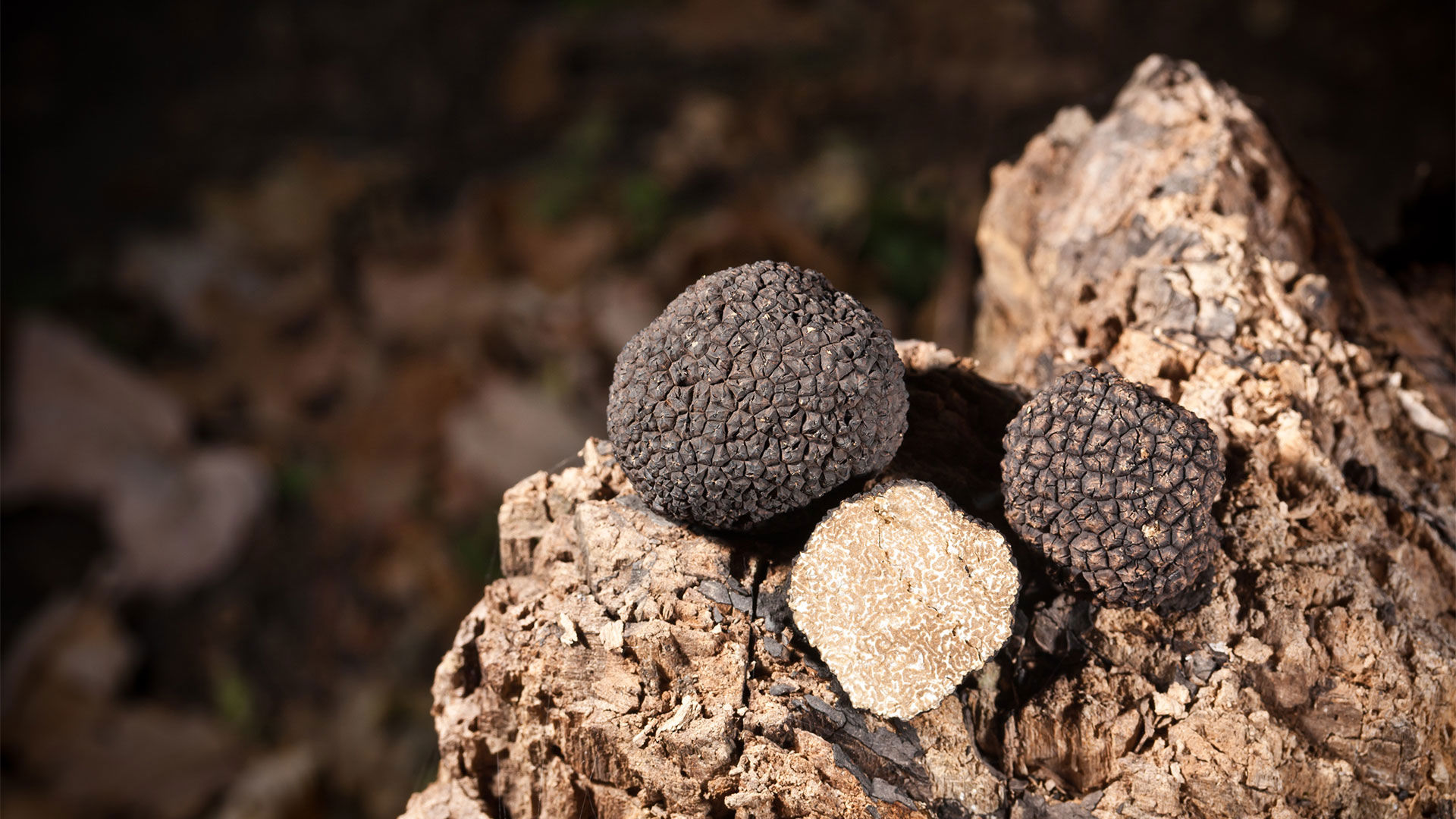 Caccia al Tartufo 3