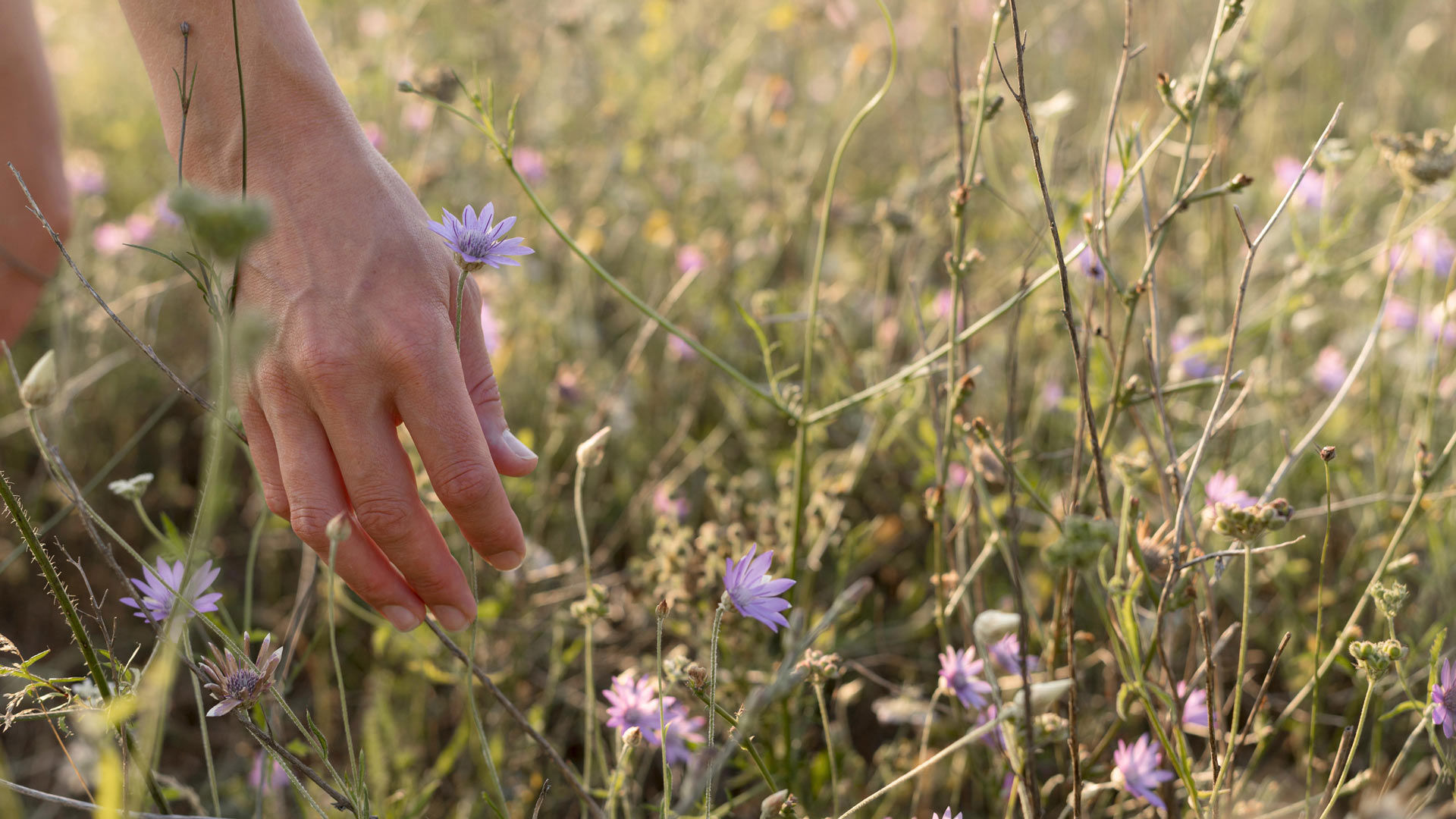 La Scuola di Cucina: Erbe e Fiori, dalla terra alla tavola 1