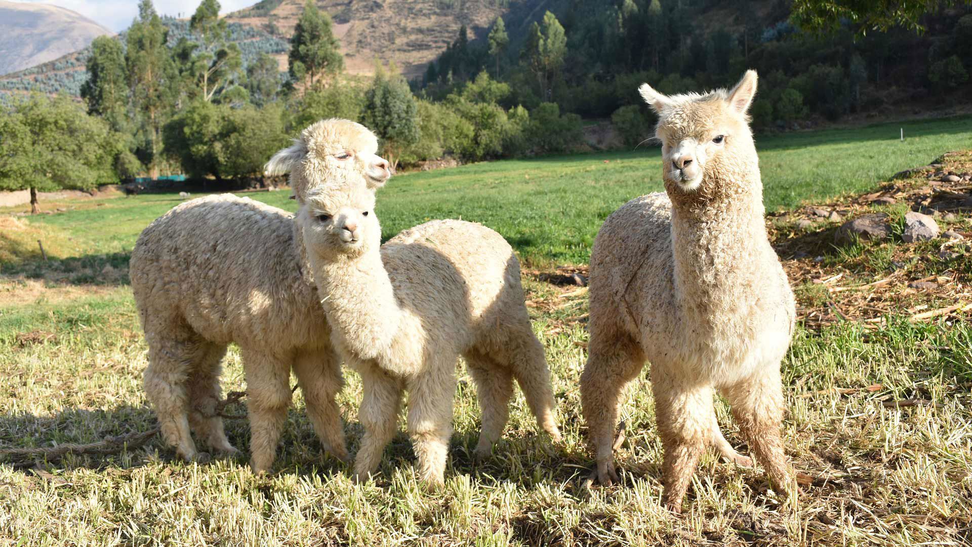 Romantic experiences 1