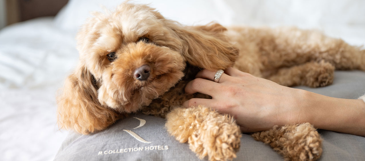 Montana Lodge & Spa - OPEN SPACE SUITE 9 Montana Lodge & Spa - OPEN SPACE SUITE 9