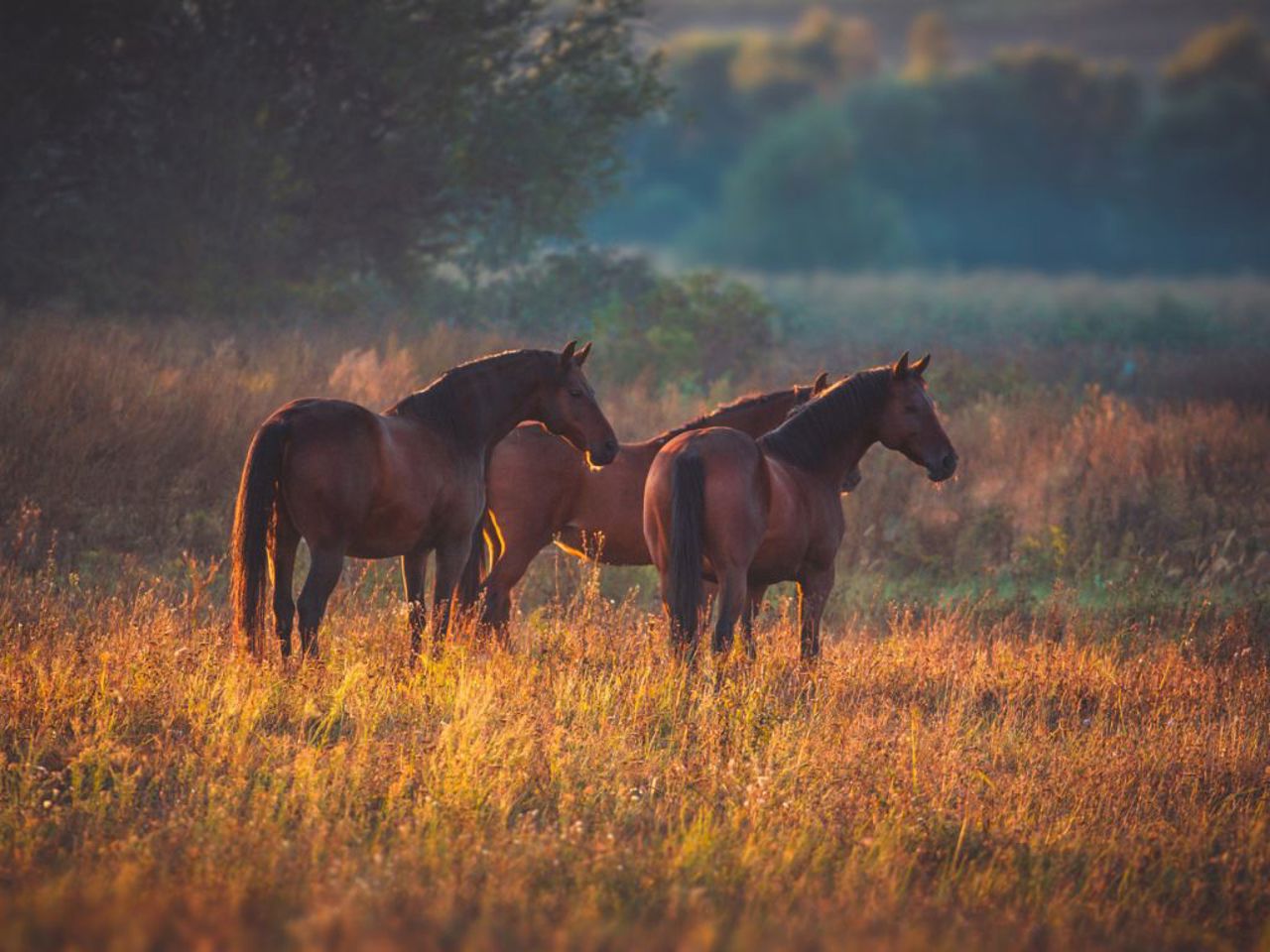 A cavallo tra le colline