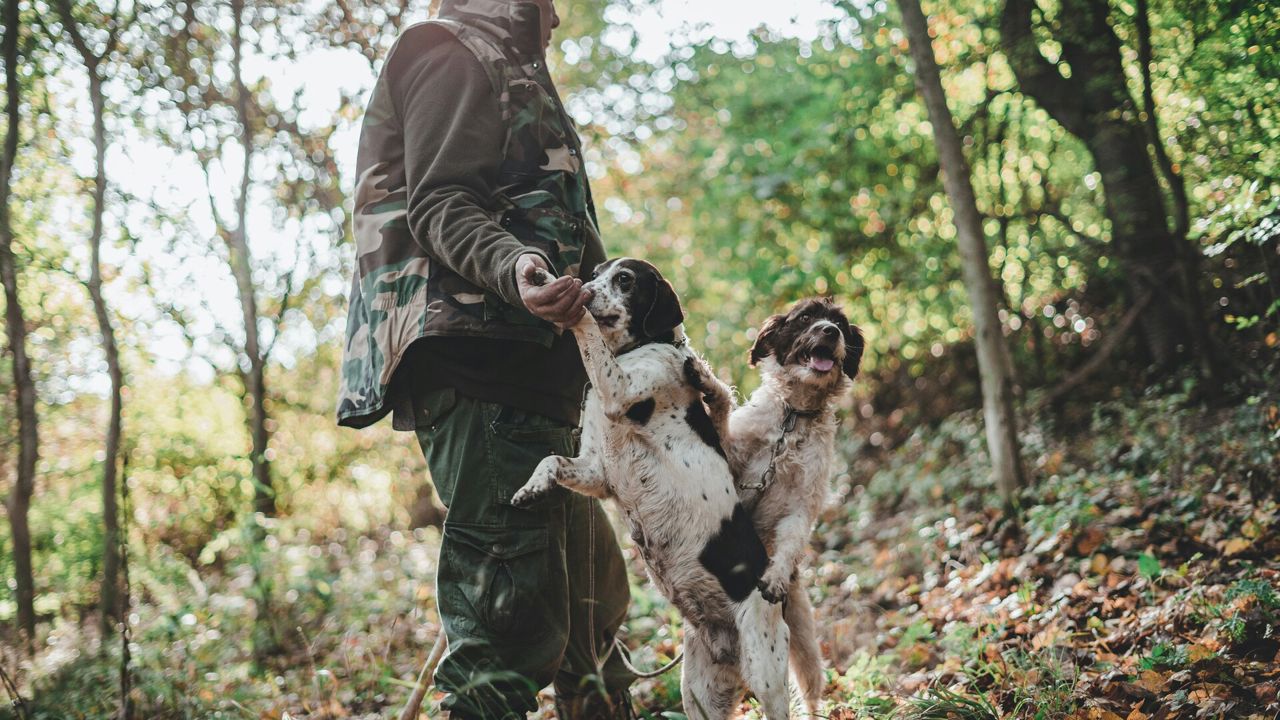 Truffle Hunting Experience