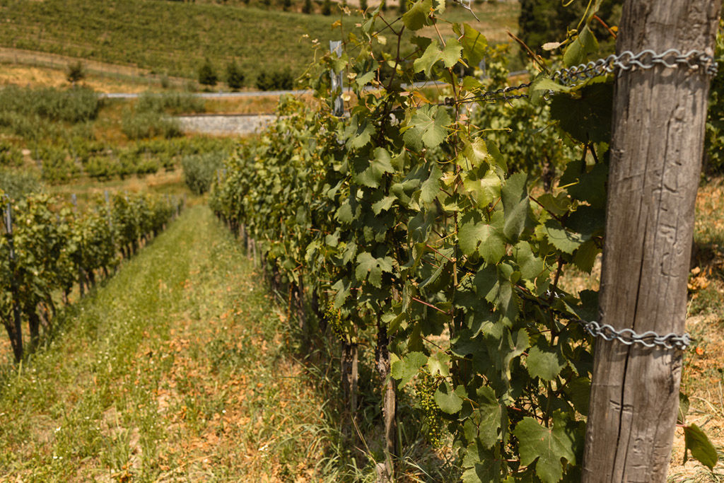 Agricoltura - In connessione con l’universo