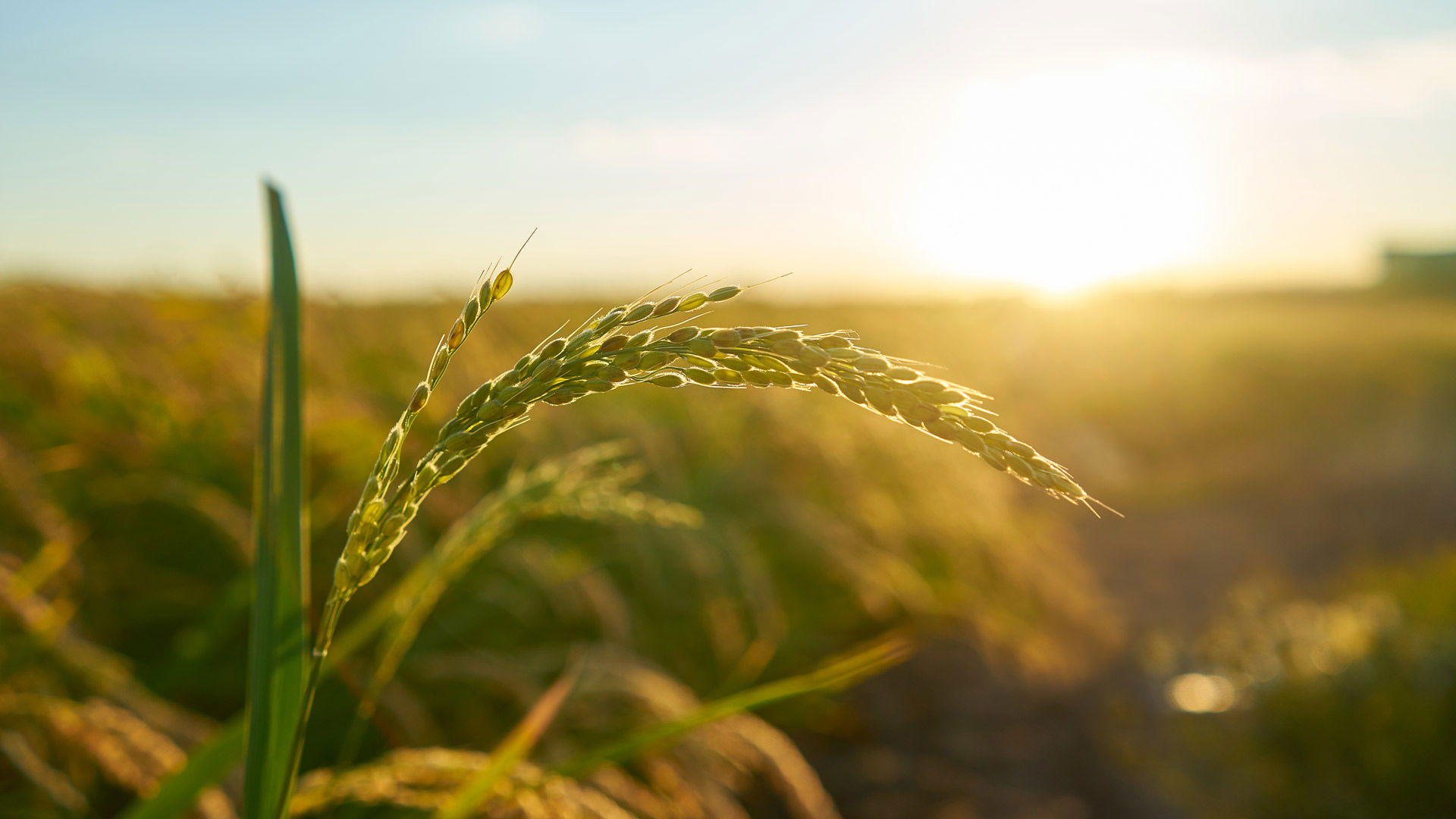 Agricoltura - In connessione con l’universo