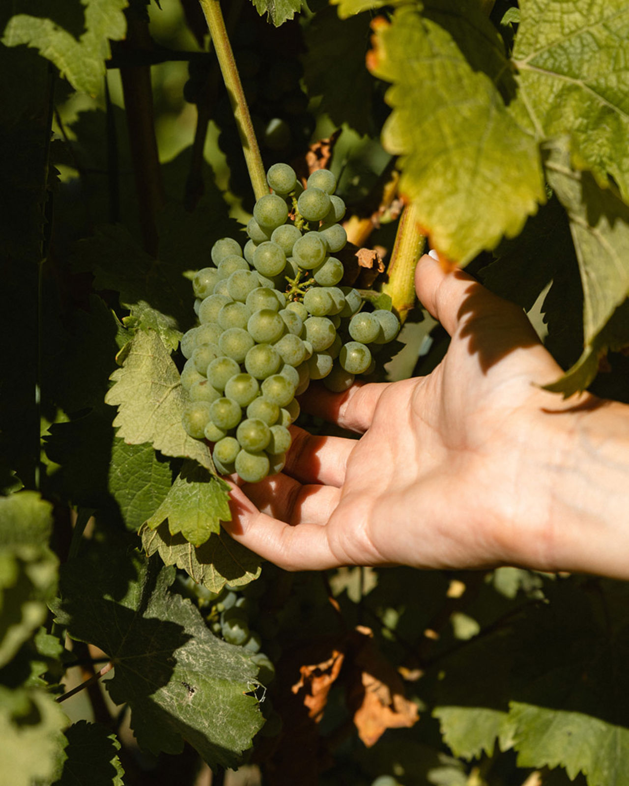 Agricoltura Agricoltura