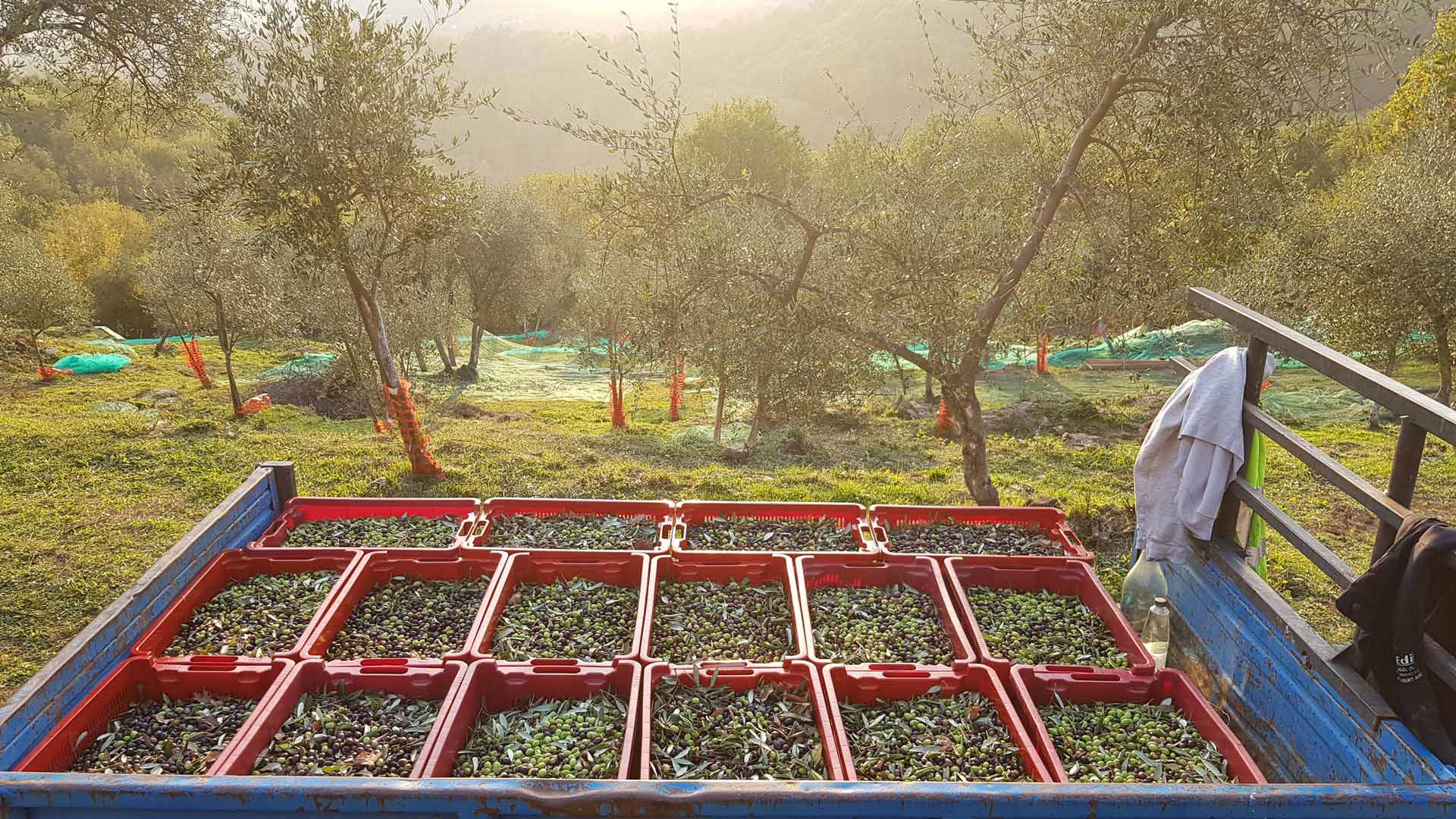 Azienda Agricola Biologica 2