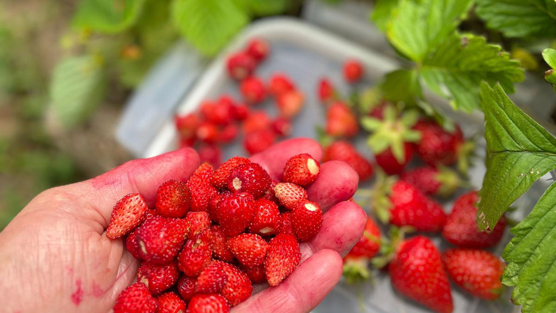 Azienda Agricola Biologica 4