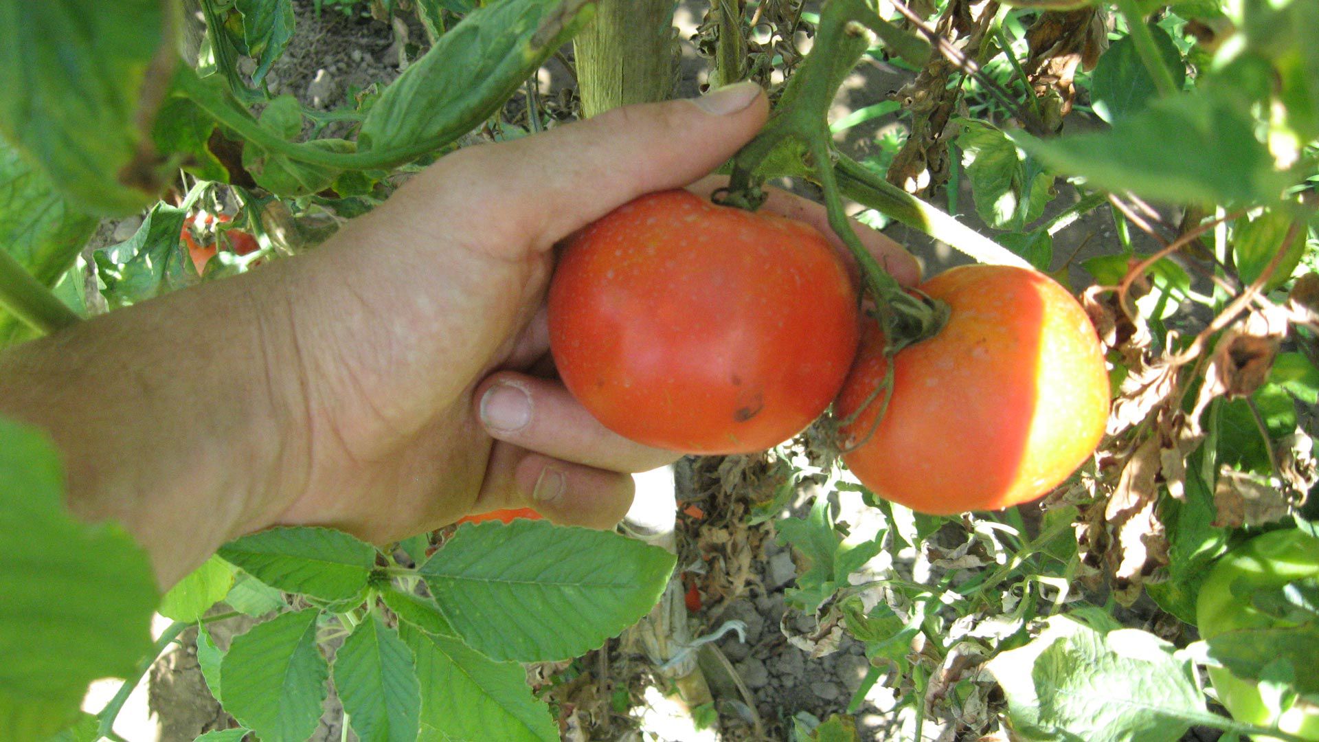 Azienda Agricola Biologica 3