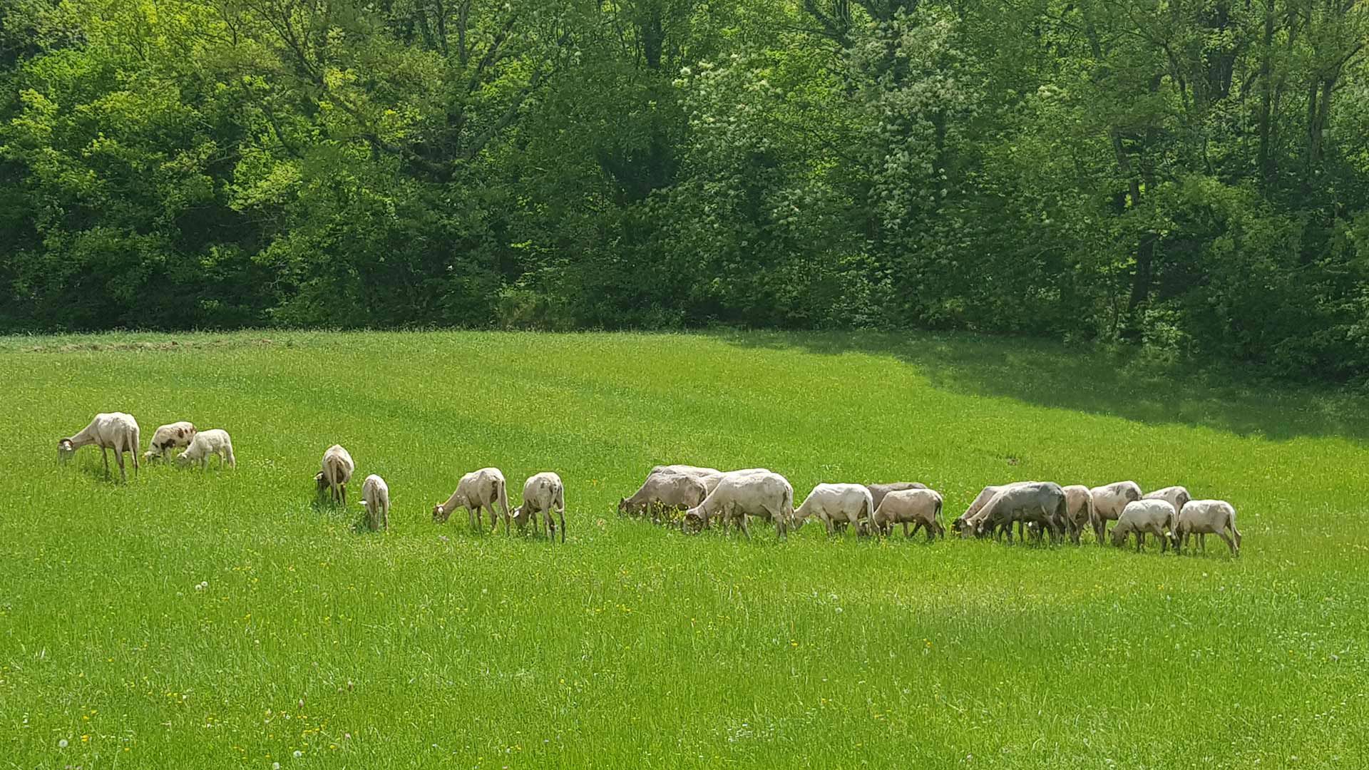 Azienda Agricola Biologica 5