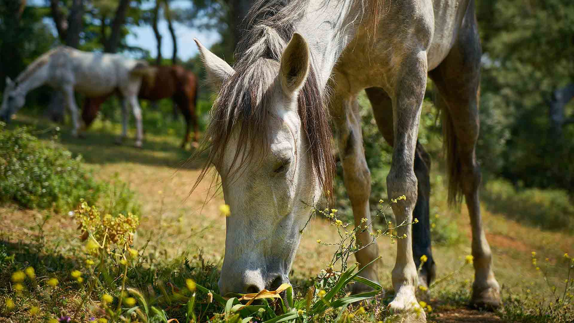 Bring Your Horse on Holiday 1