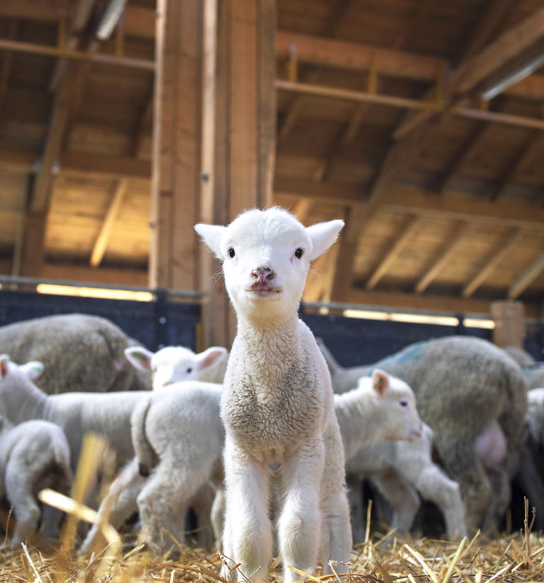 CASALE DI TORMAGGIORE 4