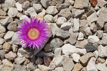 RISVEGLI DI PRIMAVERA 2