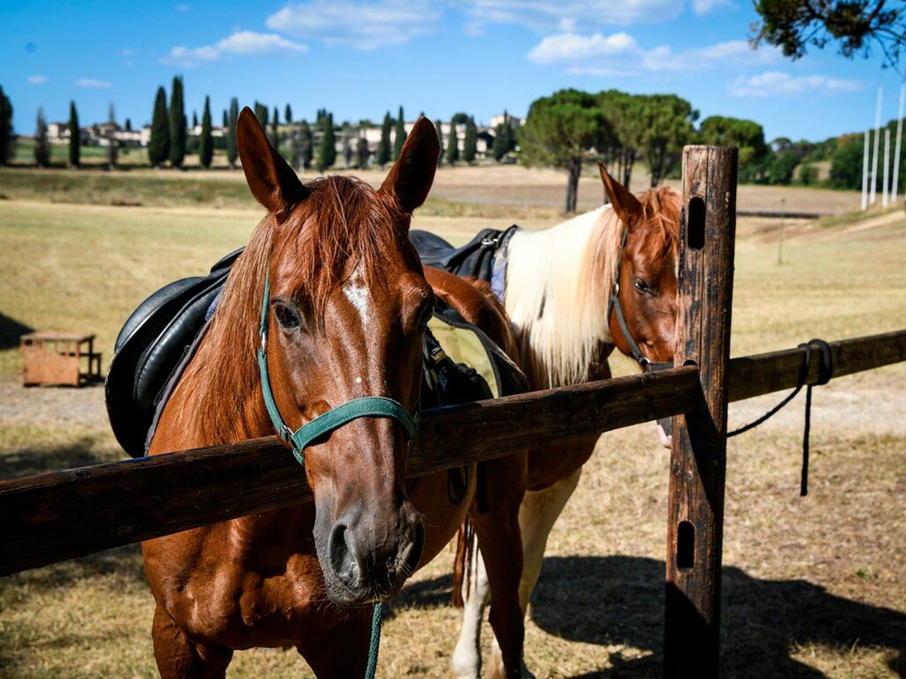 Cavalli & Golf: Esperienze da vivere a la Bagnaia 5