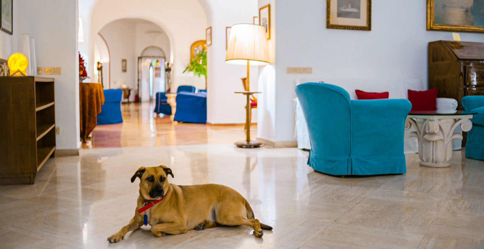 Pet friendly 5