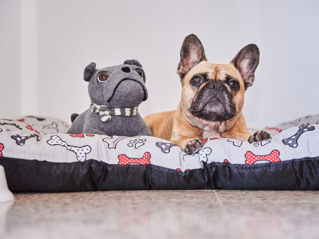 gallery/1024-pet.jpg gallery/1024-pet.jpg