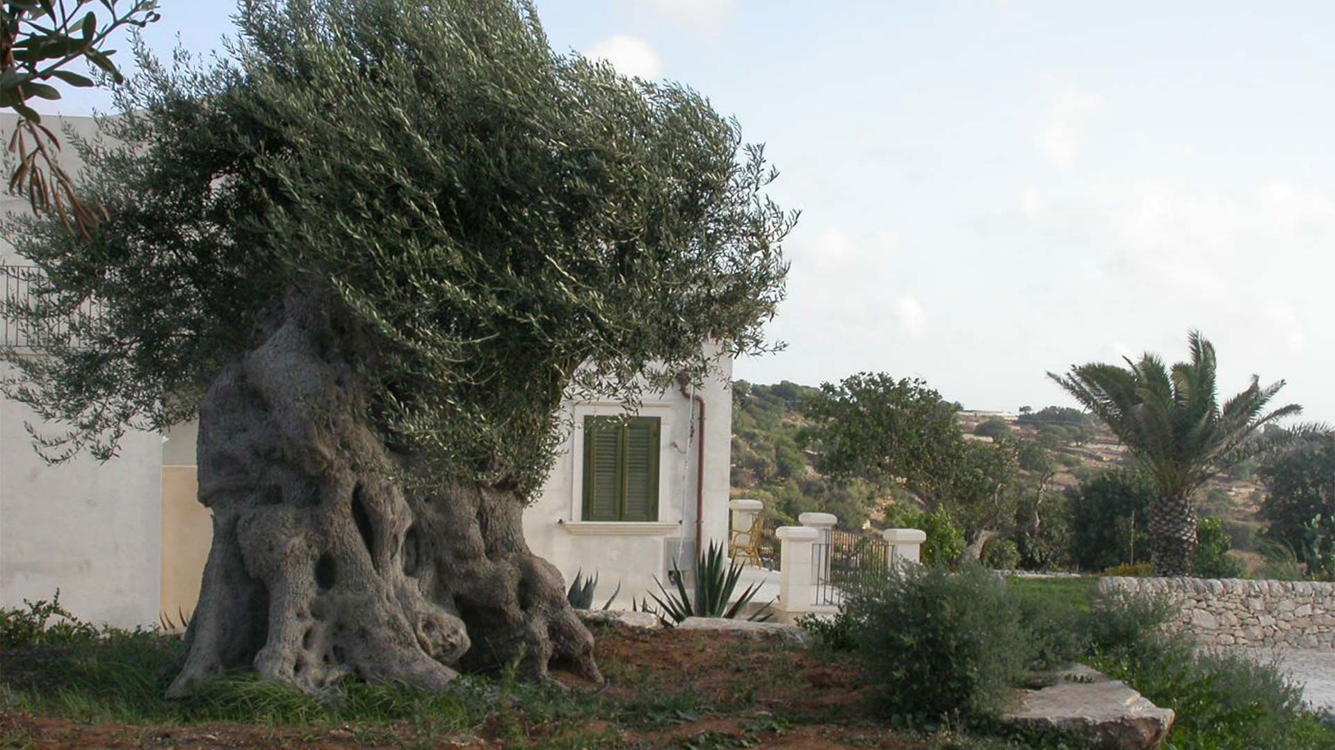 Olive Tree House 4