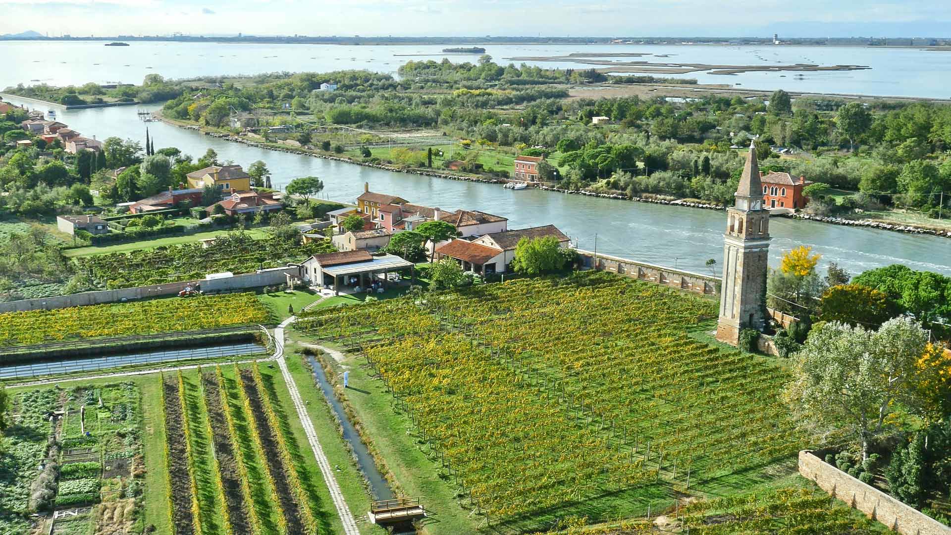The wine of Venice 1