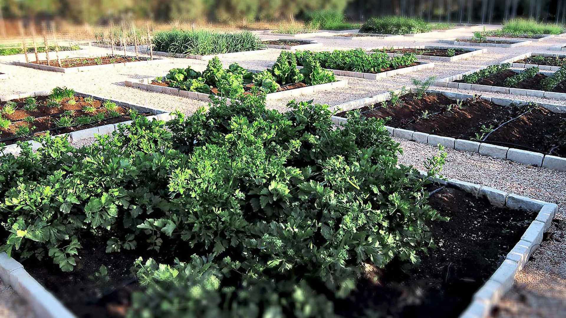 Orto mediterraneo - Ortaggi ed erbe aromatiche: profumo e natura in Sicilia.
