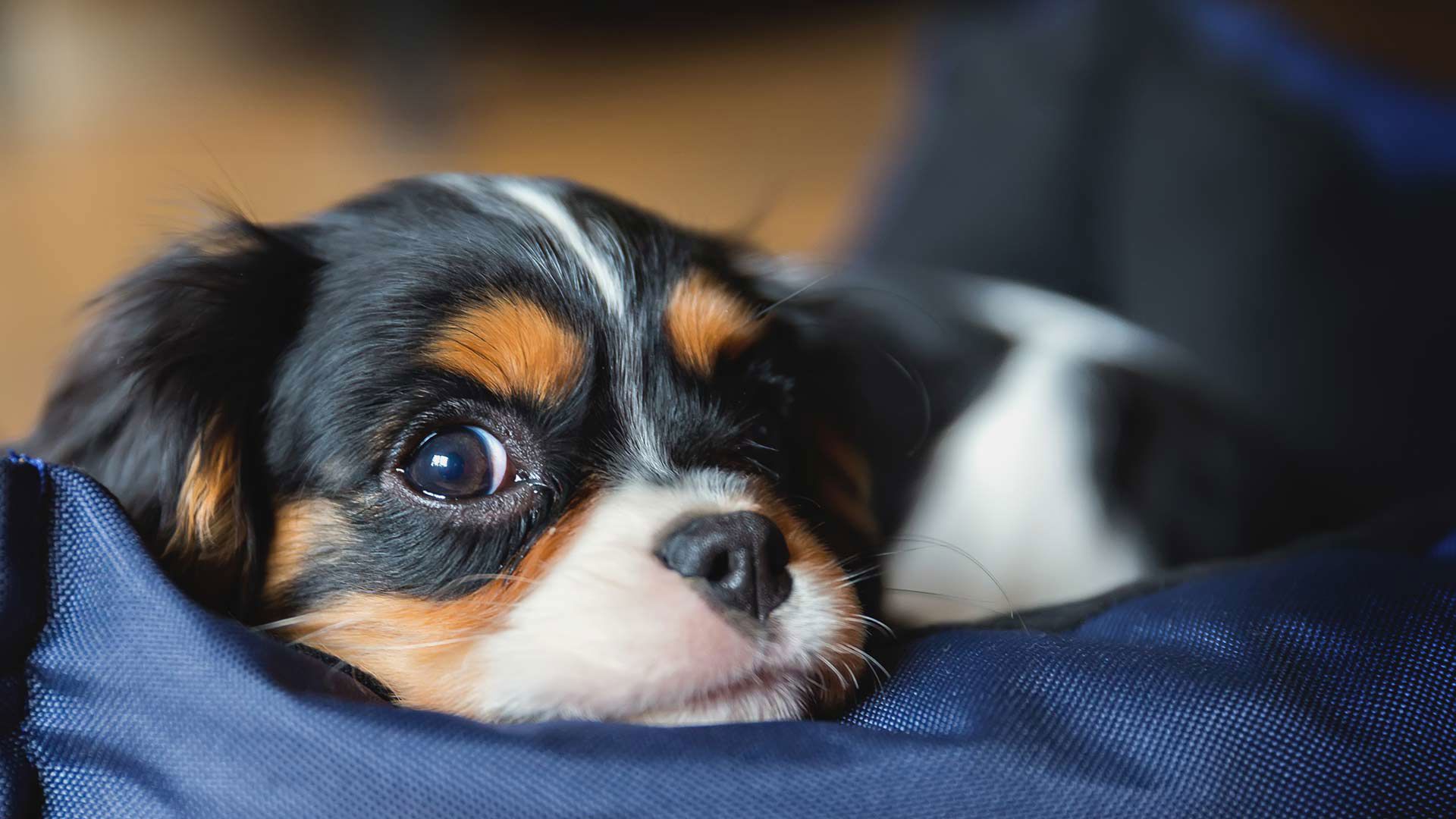 Pet Policy 1