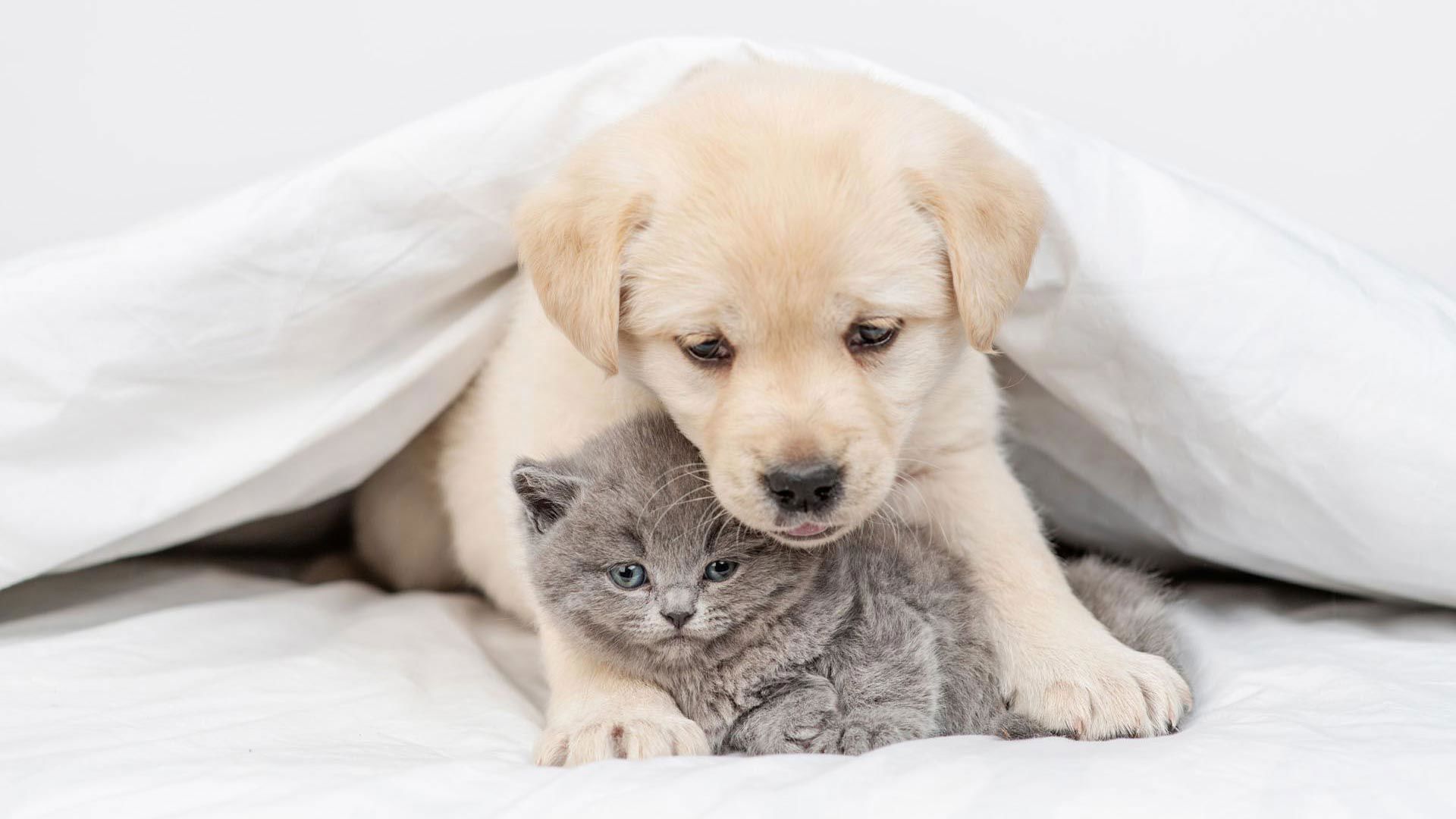 Pet Policy 3