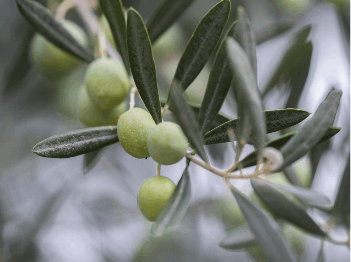 ''Maslina Fest 2025''  A  story that continues 3