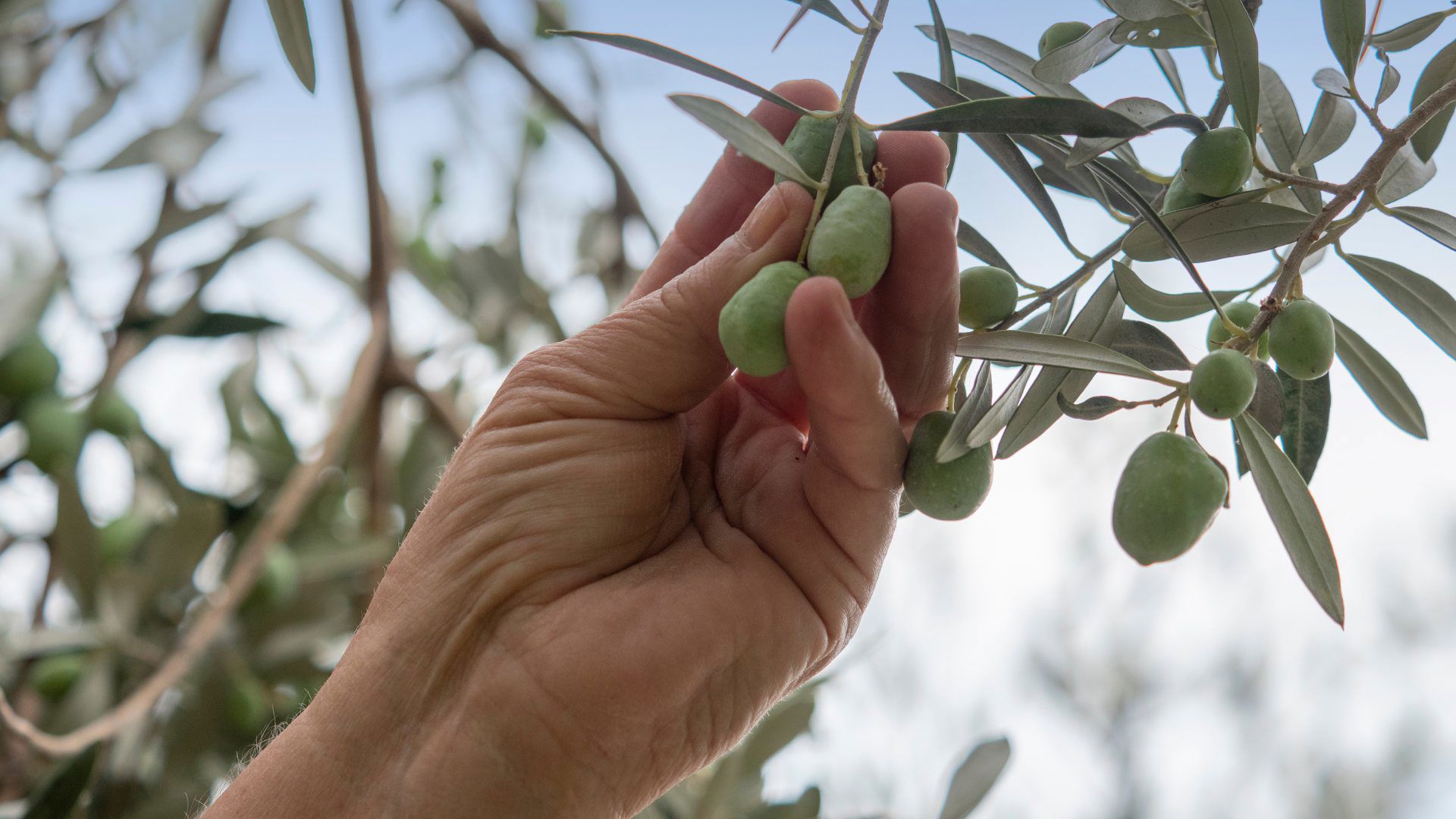 Montenegro’s Rich Heritage at Maestral 2