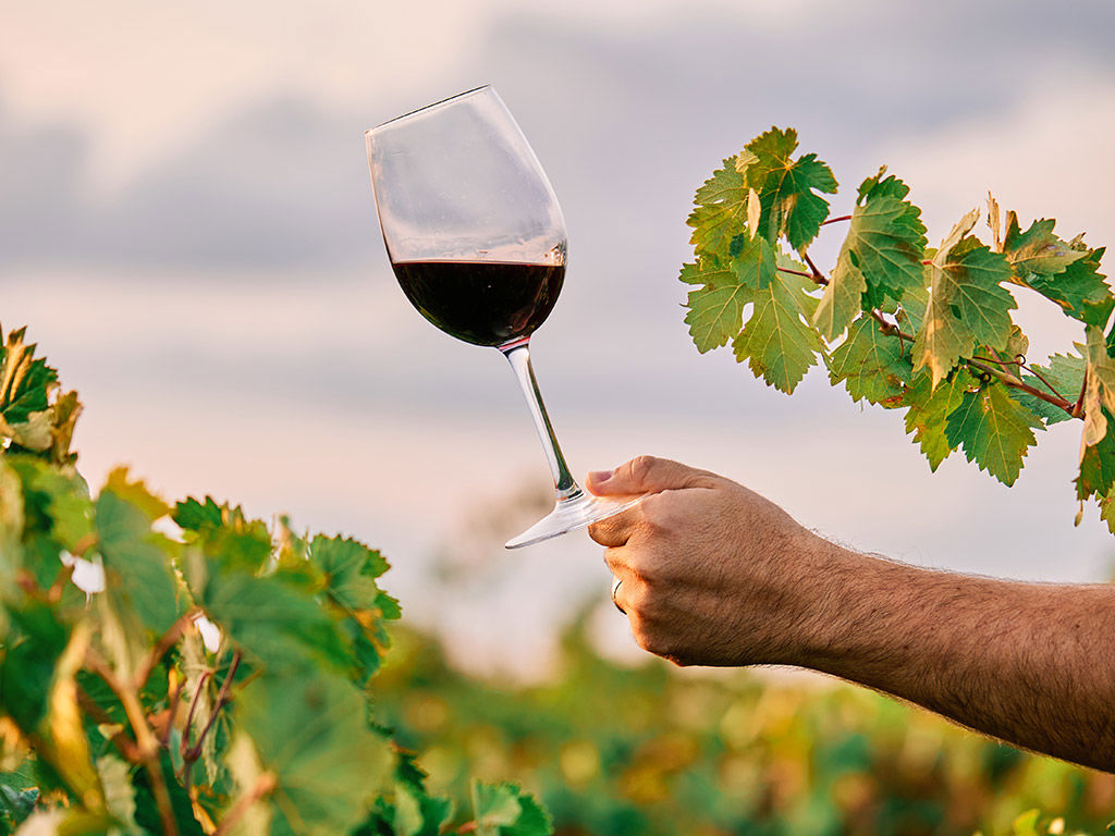 Wine Tasting & Vineyard Tours 11 Wine Tasting & Vineyard Tours 11