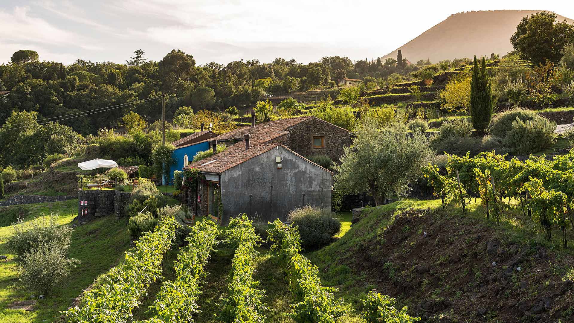Orto dei monaci e pineta 13 Orto dei monaci e pineta 13