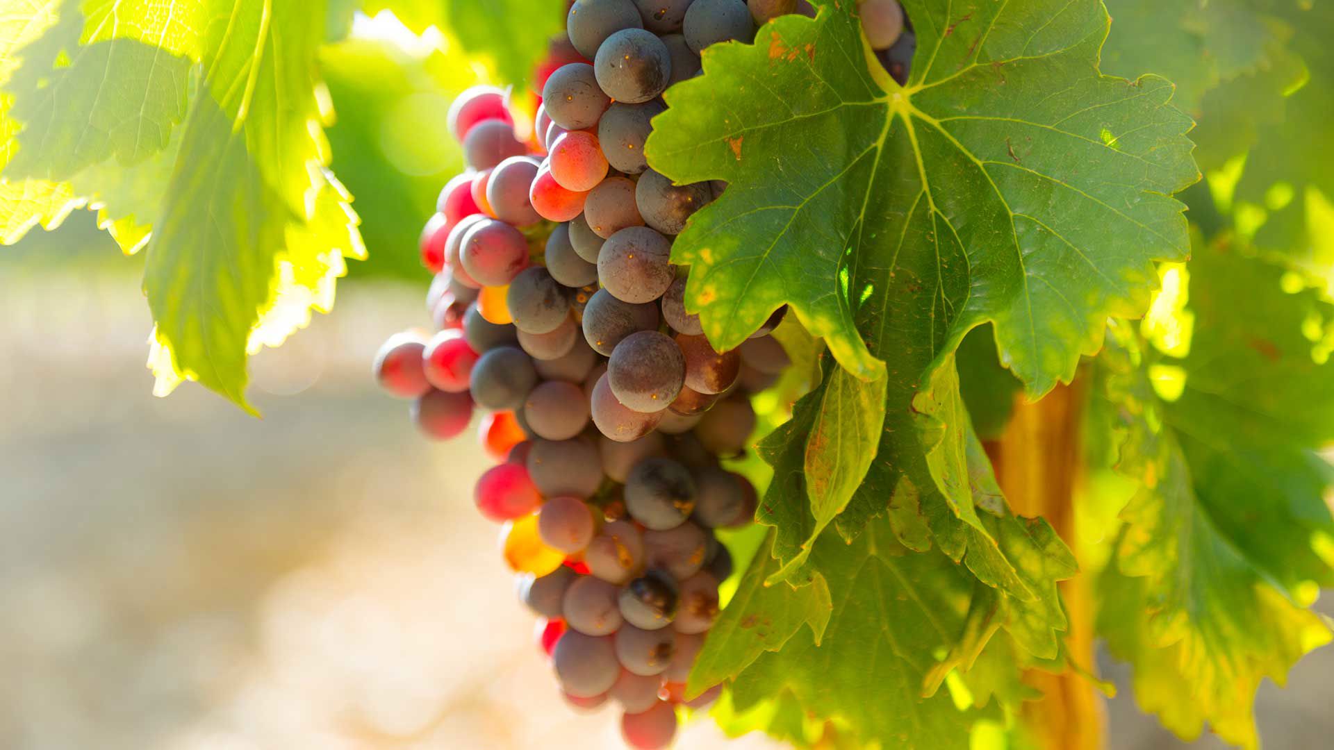 Orto dei monaci e pineta 12 Orto dei monaci e pineta 12