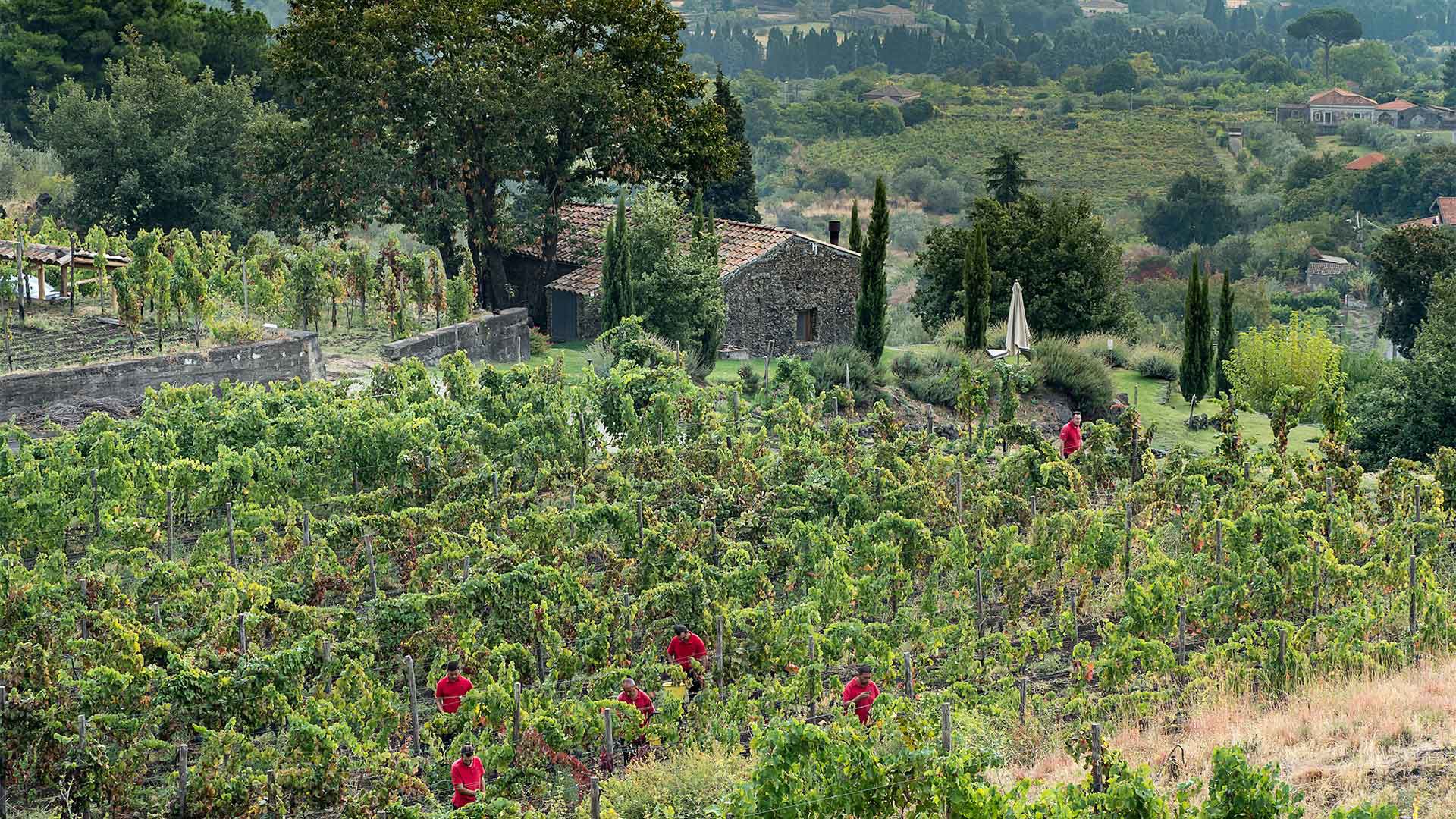 Orto dei monaci e pineta 11 Orto dei monaci e pineta 11