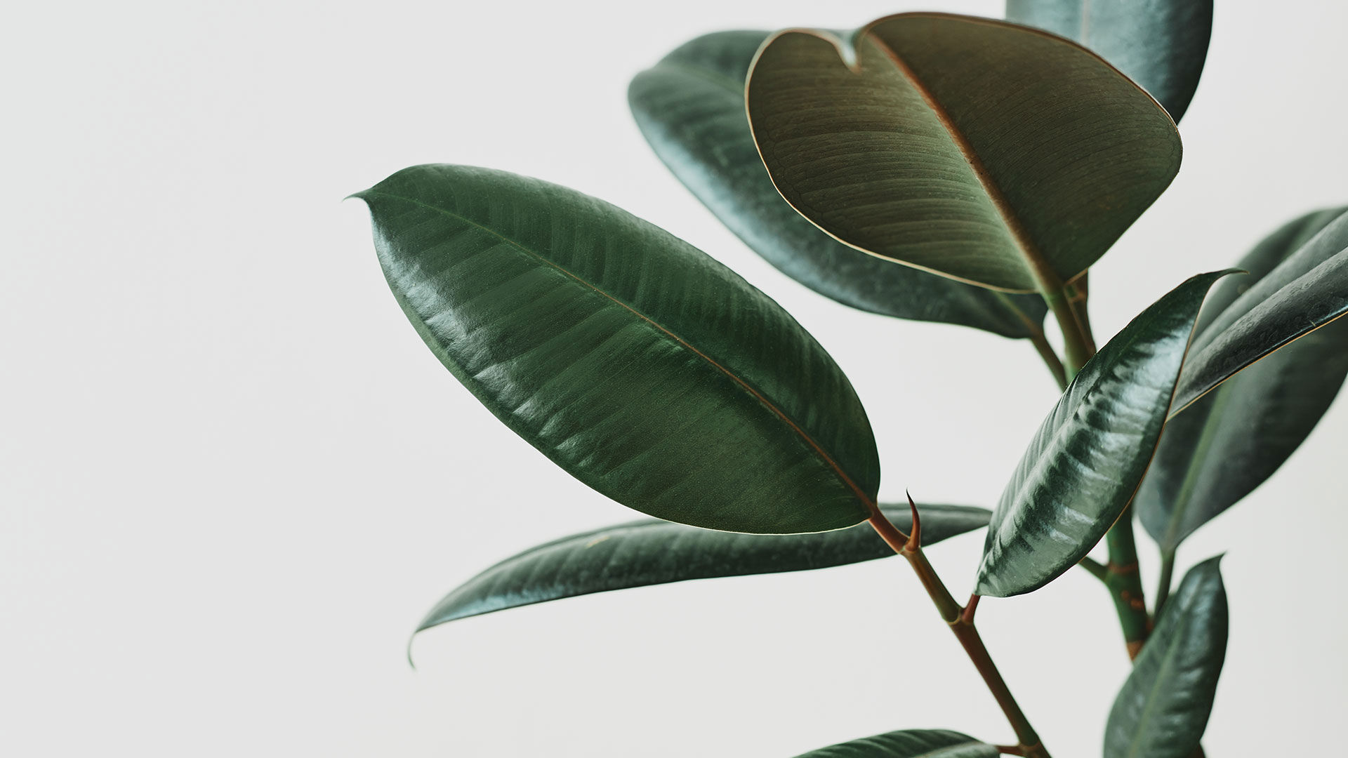 Sustainability 1