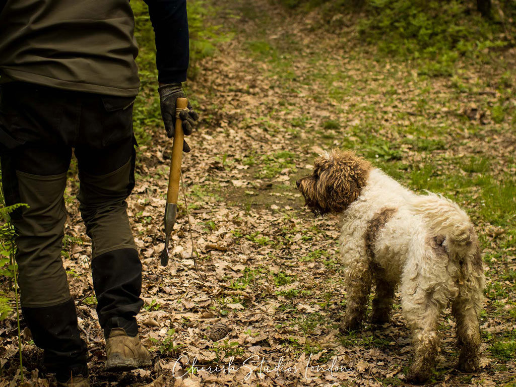 Caccia al Tartufo 37