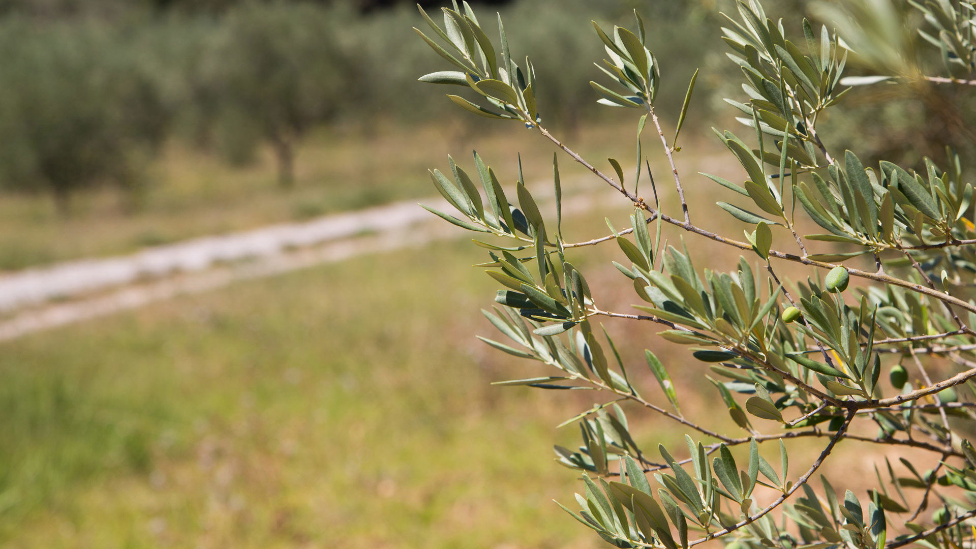 Albornoz Palace Spoleto - Sentiero degli Uliveti 1