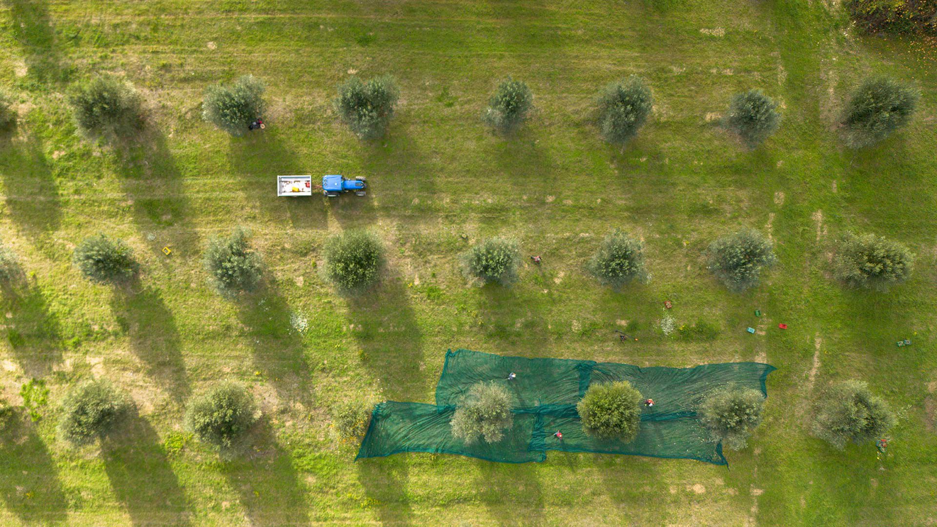 Olio Extra Vergine di Oliva 4