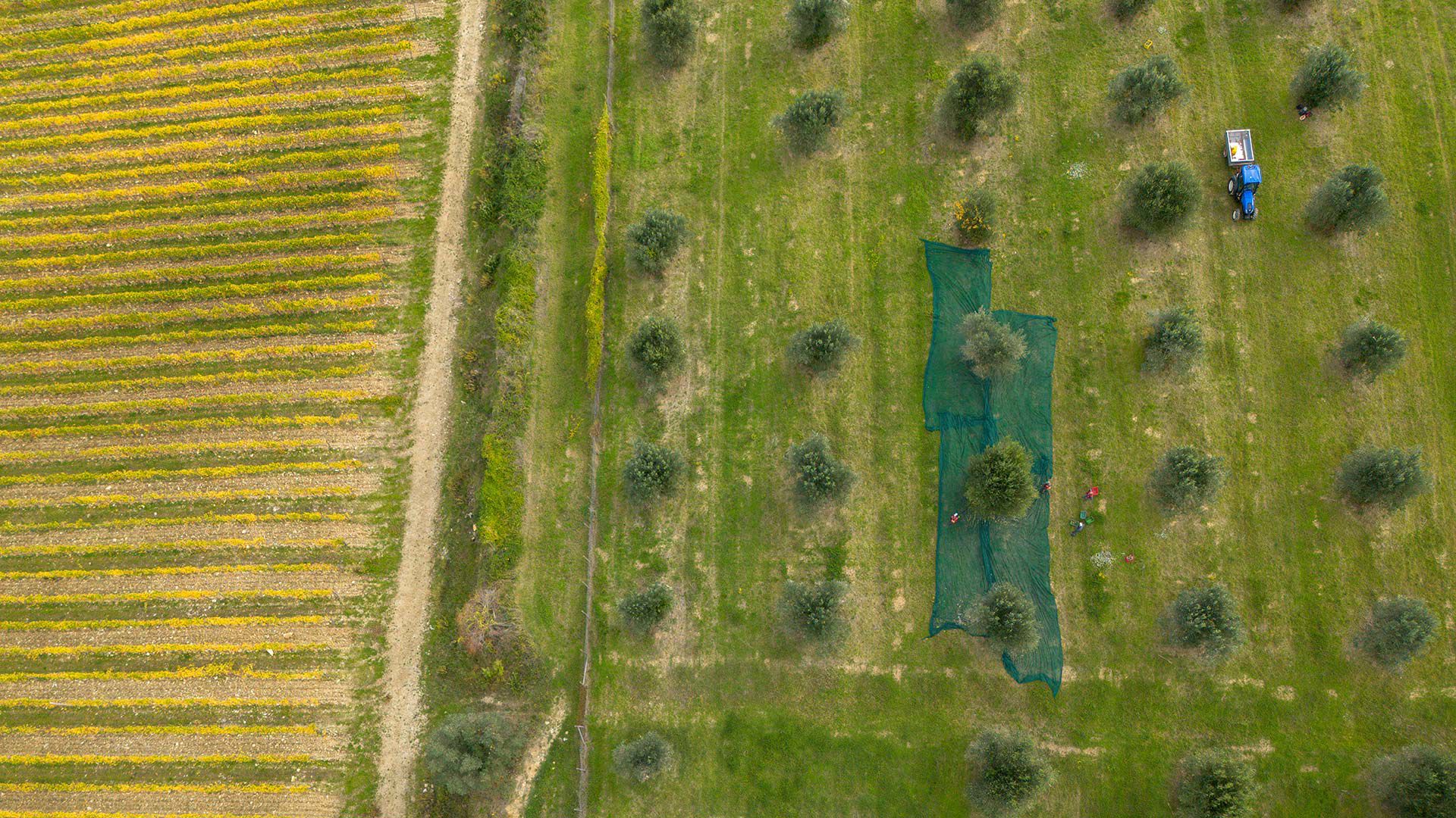 Olio Extra Vergine di Oliva 6