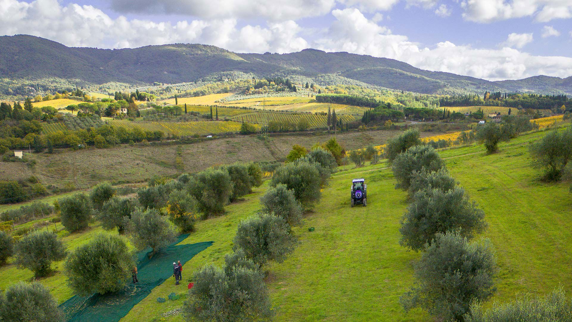 Olio Extra Vergine di Oliva 5