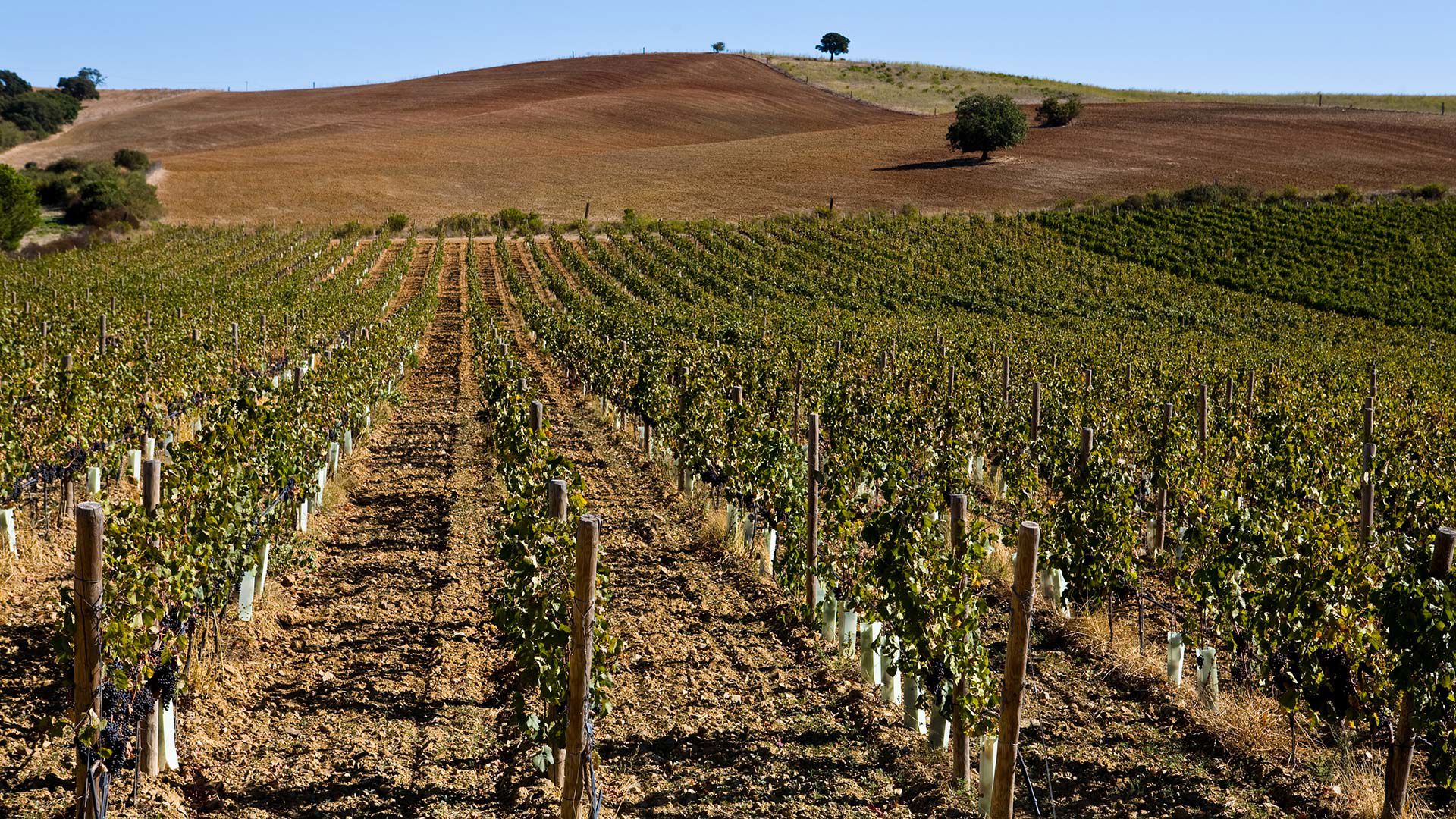 Castello Vicchiomaggio 1