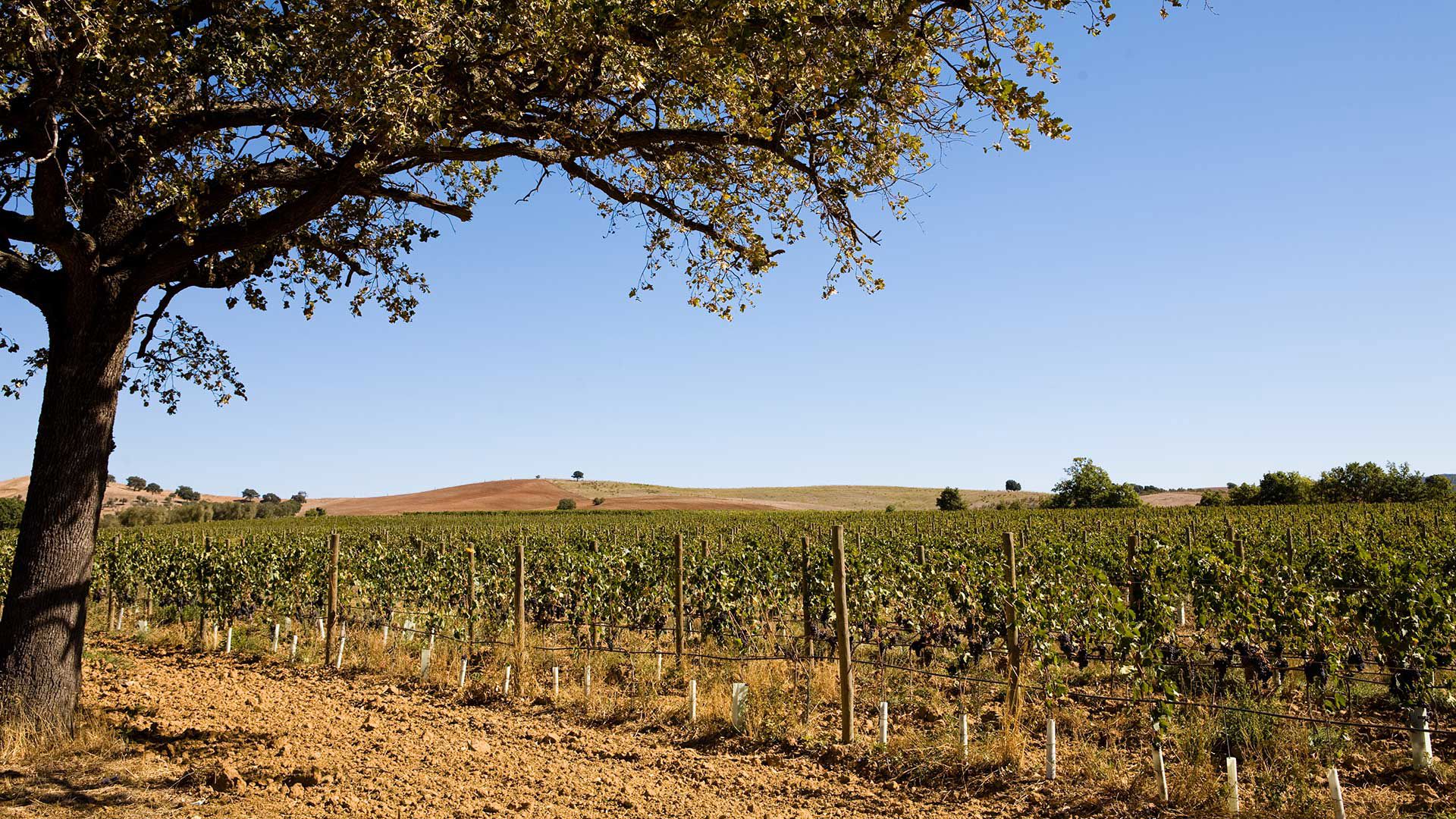 Vallemaggiore Wines 5