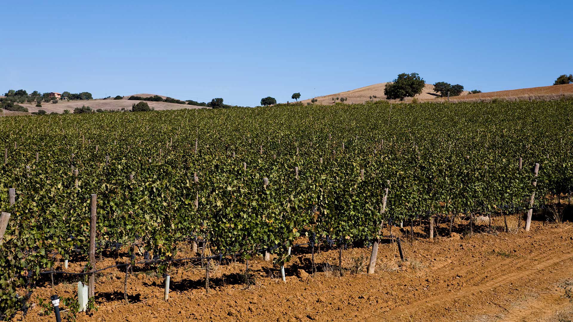 Vallemaggiore Wines 6