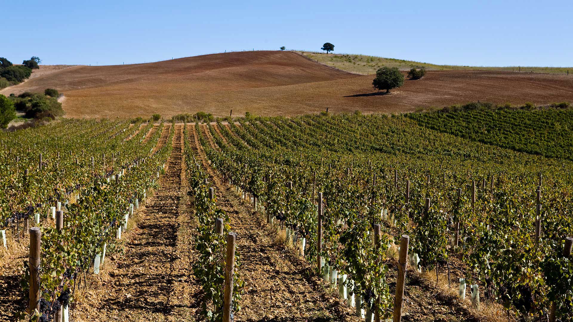 Vallemaggiore Wines 4