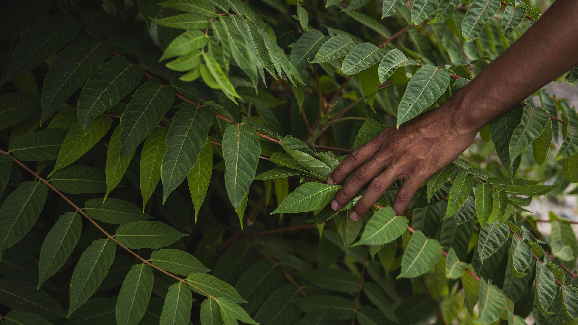 The African Regent Hotel 1