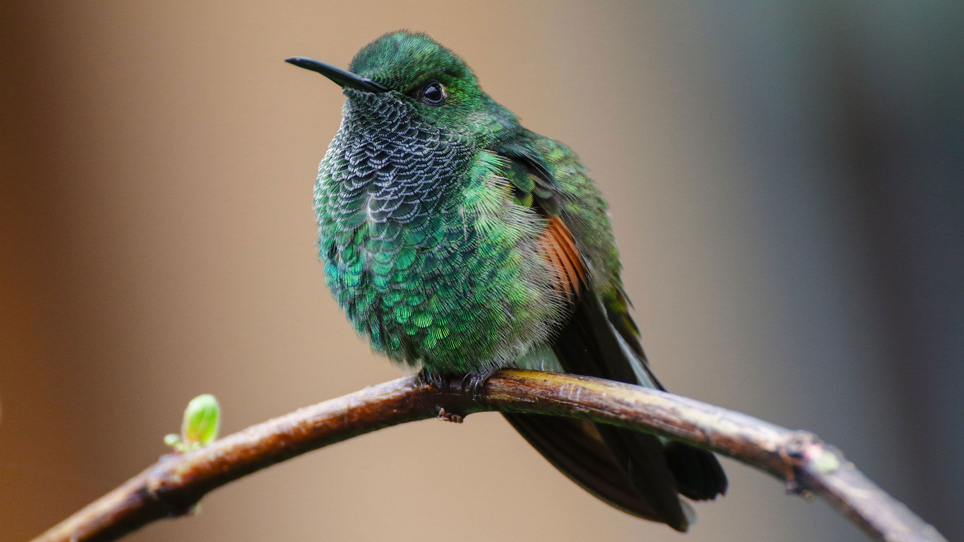 La casa dei colibrì e dei pappagalli 1