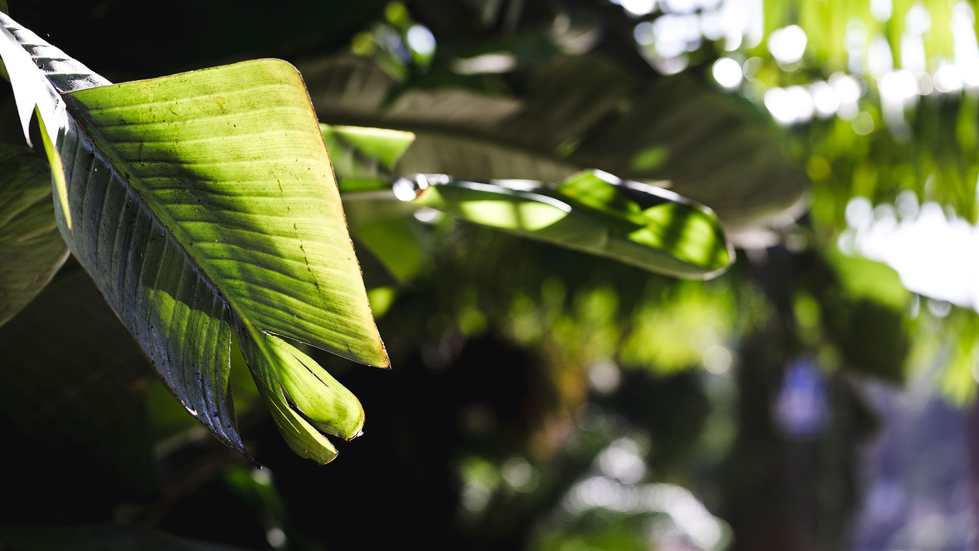 La serra tropicale 1